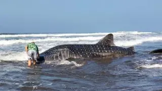 Satwa Laut Jumbo Terdampar di Jembrana, Diduga Hiu Paus