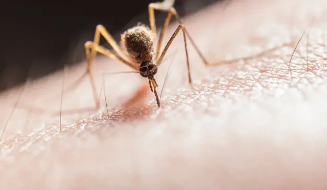 CDC Amerika Keluarkan Travel Alert Zika di Bali, Dinkes Bali: Belum Ditemukan Satu Kasus Pun