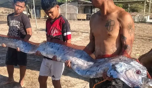 Ikan Oarfish 'Kiamat' 4 Meter Terdampar Mati di Pantai Pink Lombok