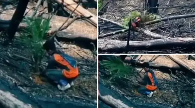 Video Viral Pekerja Tanam Sawit di Lahan Bekas Karhutla Kalimantan