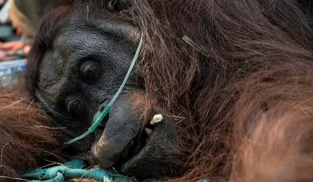 Ditemukan Sekarat di Kebun Sawit, Orangutan Bernama Sampurna Ini Jadi Korban Kabut Asap Kalimantan