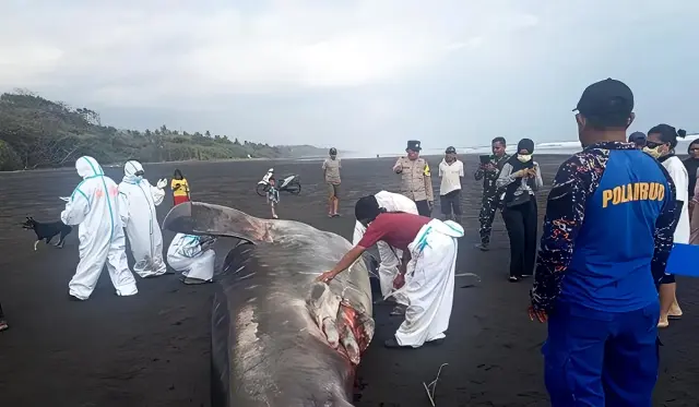 Hiu Paus 8 Meter yang Sempat Terdampar di Jembrana, Kini Dikuburkan